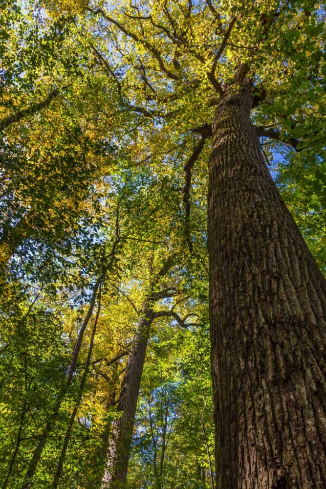 Tulip-Poplar Tree I art print by Kathy Mahan for $57.95 CAD
