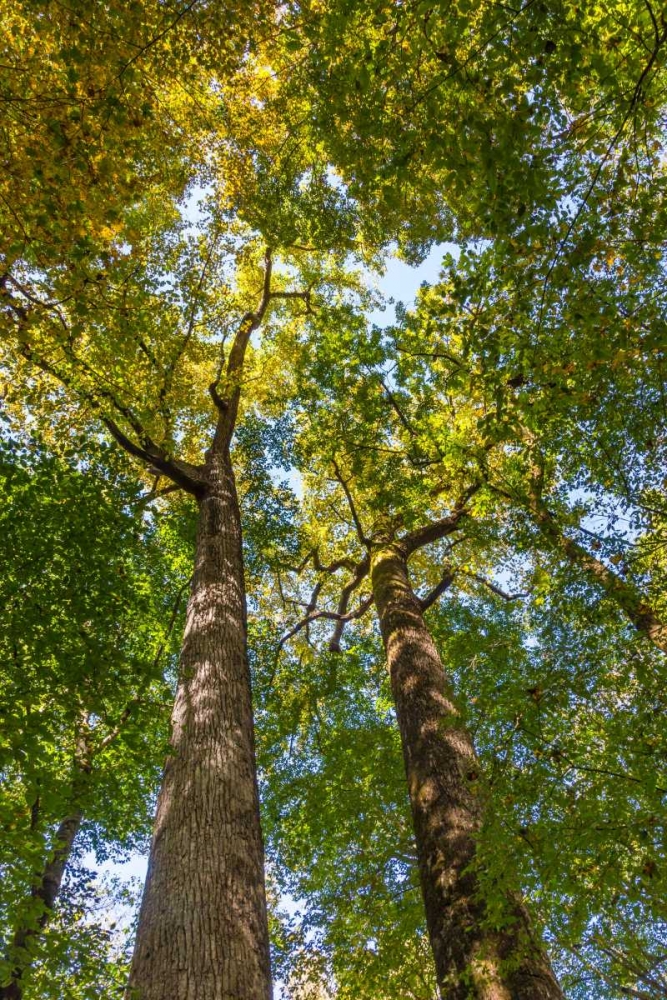 Tulip-Poplar Tree II art print by Kathy Mahan for $57.95 CAD
