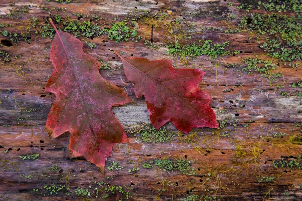 On a Log I art print by Kathy Mahan for $57.95 CAD