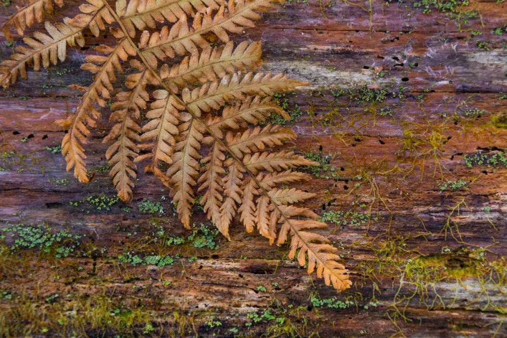 On a Log II art print by Kathy Mahan for $57.95 CAD