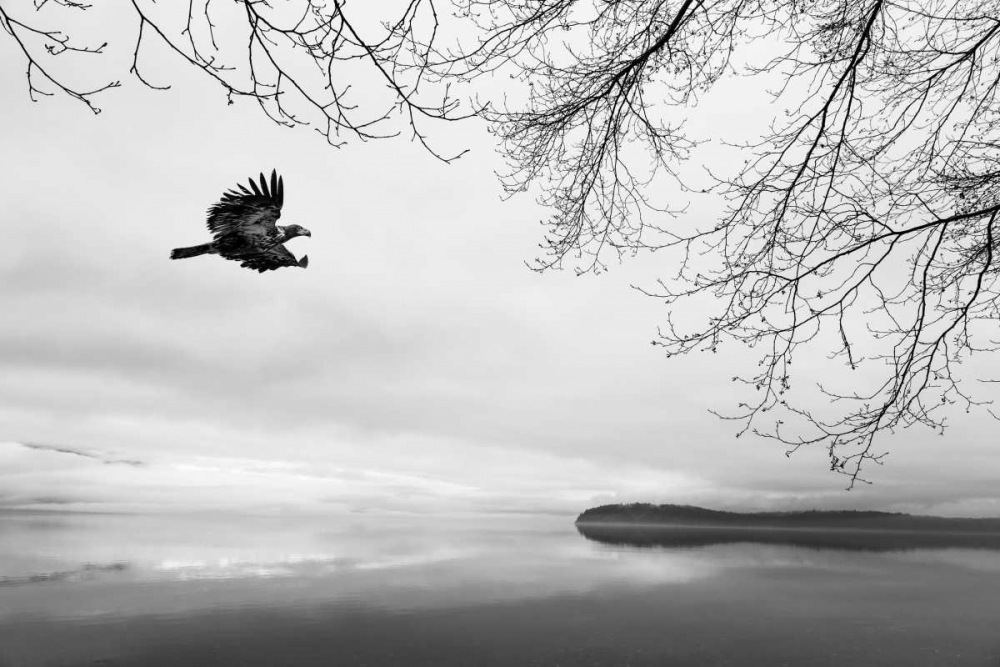 Seabeck Winter I art print by Kathy Mahan for $57.95 CAD