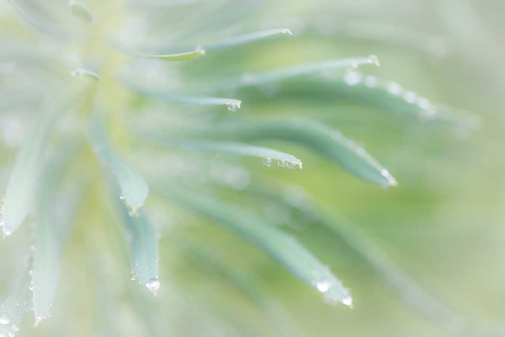 Euphorbia I art print by Kathy Mahan for $57.95 CAD