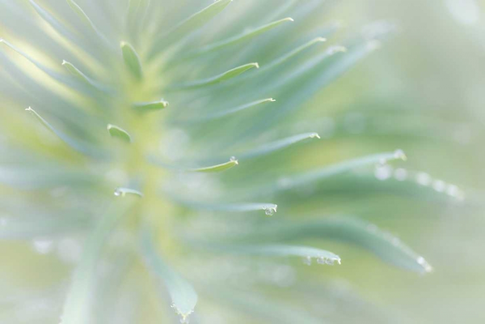 Euphorbia II art print by Kathy Mahan for $57.95 CAD