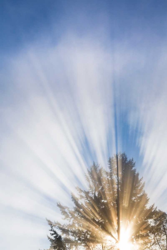 Sunburst I art print by Kathy Mahan for $57.95 CAD