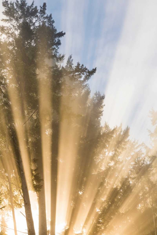 Sunburst II art print by Kathy Mahan for $57.95 CAD