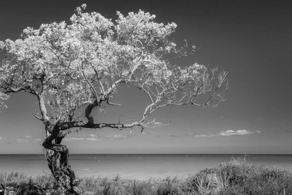 Lone Tree I art print by Kathy Mahan for $57.95 CAD