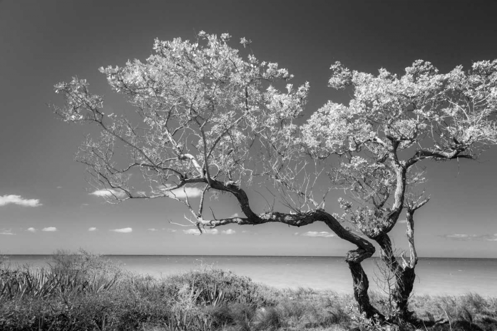 Lone Tree II art print by Kathy Mahan for $57.95 CAD