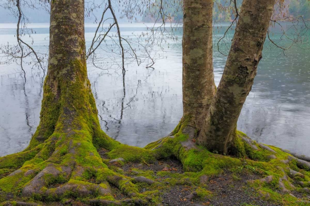 Winter Alders II art print by Kathy Mahan for $57.95 CAD
