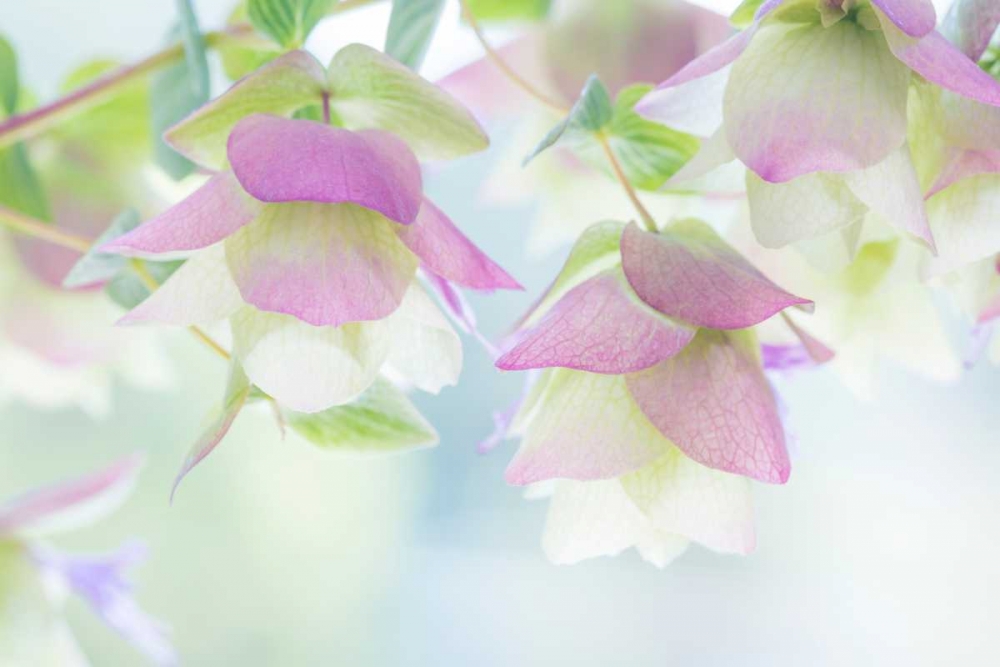 Ornamental Oregano II art print by Kathy Mahan for $57.95 CAD