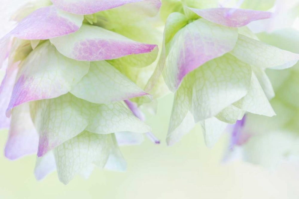 Ornamental Oregano IV art print by Kathy Mahan for $57.95 CAD