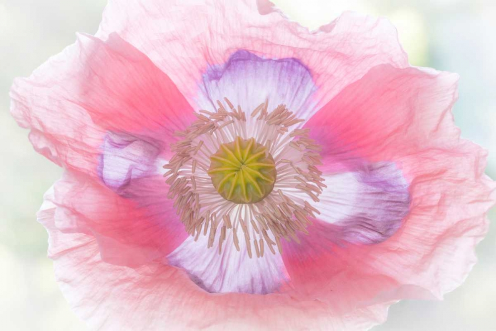 Poppy Hih Key II art print by Kathy Mahan for $57.95 CAD