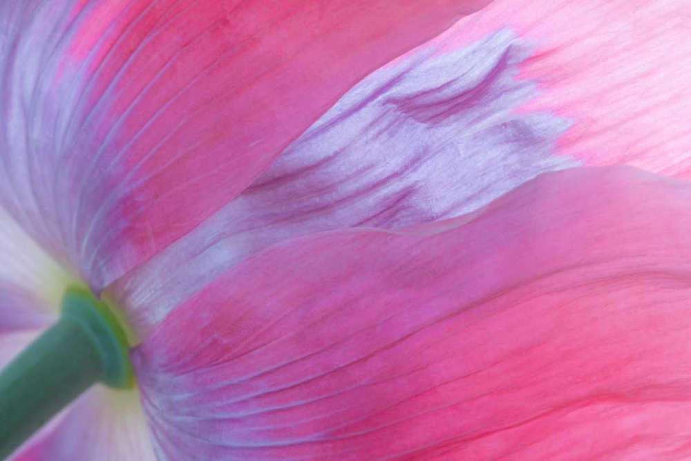 Pink Poppy I art print by Kathy Mahan for $57.95 CAD