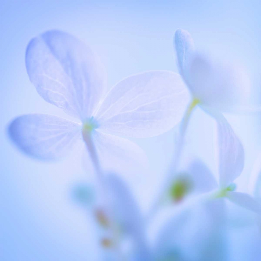 Hydrangea Blossoms I art print by Kathy Mahan for $57.95 CAD