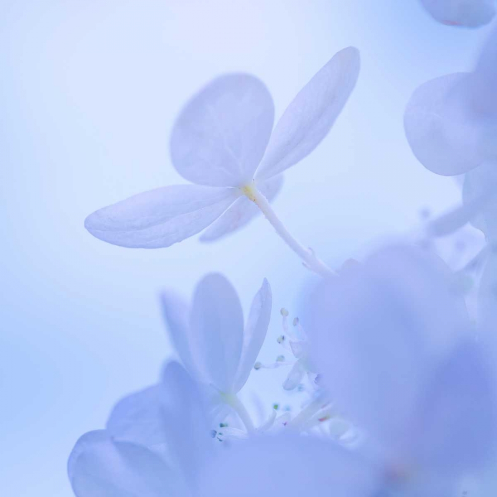 Hydrangea Blossom II art print by Kathy Mahan for $57.95 CAD