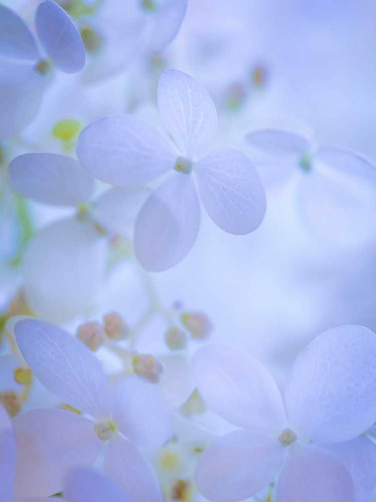 Hydrangea Paniculata II art print by Kathy Mahan for $57.95 CAD