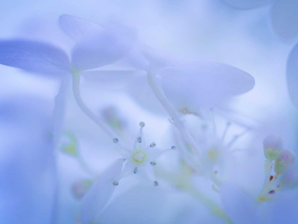 Lime Light Hydrangea I art print by Kathy Mahan for $57.95 CAD