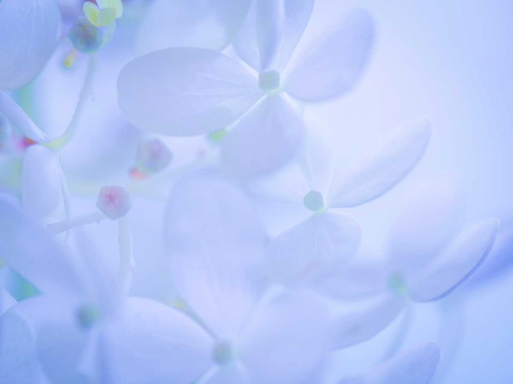 Lime Light Hydrangea II art print by Kathy Mahan for $57.95 CAD