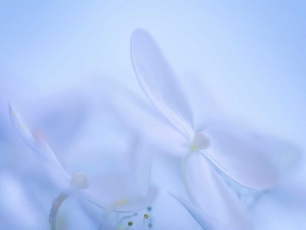 Lime Light Hydrangea IV art print by Kathy Mahan for $57.95 CAD