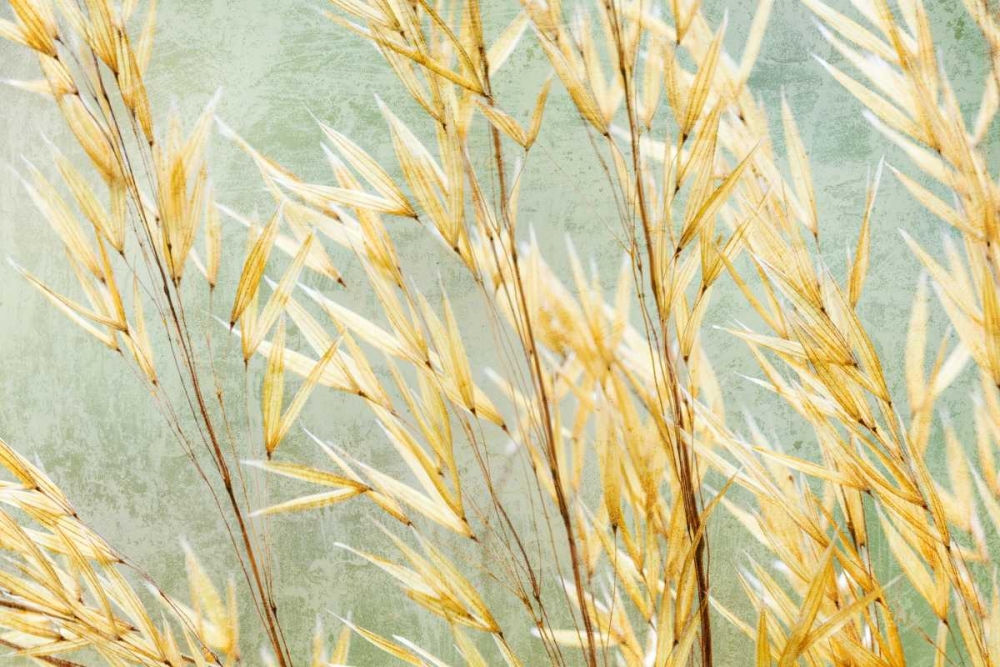Golden Grasses art print by Kathy Mahan for $57.95 CAD