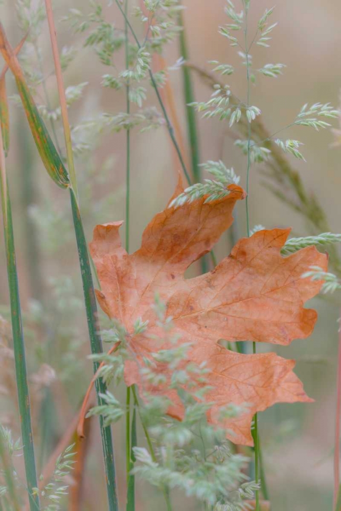 Leaf In Meadow II art print by Kathy Mahan for $57.95 CAD