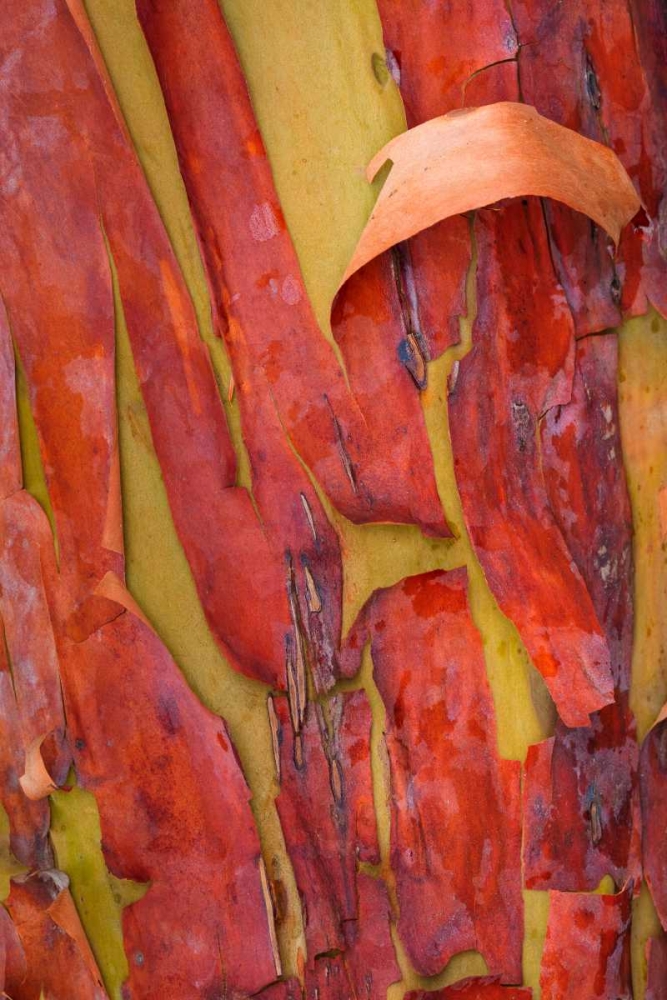 Madrona Bark I art print by Kathy Mahan for $57.95 CAD