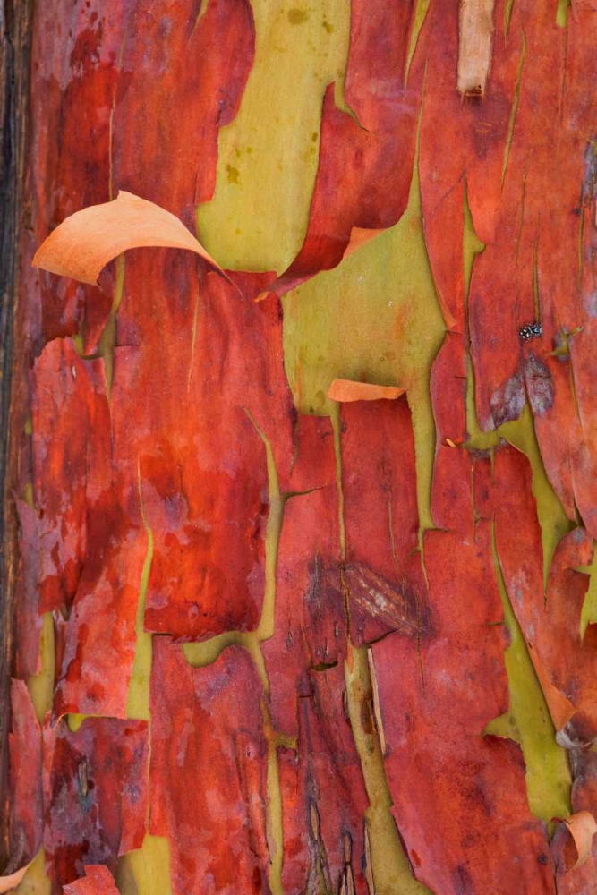 Madrona Bark II art print by Kathy Mahan for $57.95 CAD
