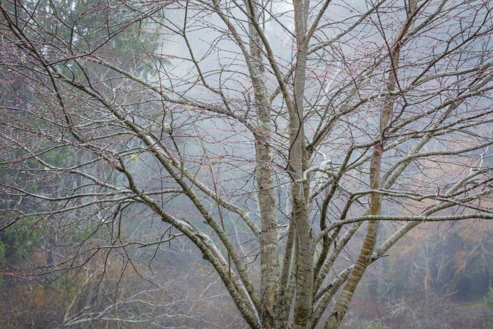 Foggy Winter I art print by Kathy Mahan for $57.95 CAD