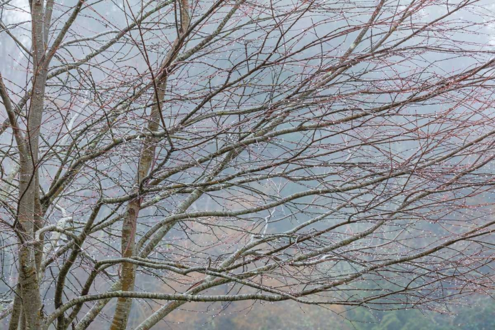 Foggy Winter II art print by Kathy Mahan for $57.95 CAD