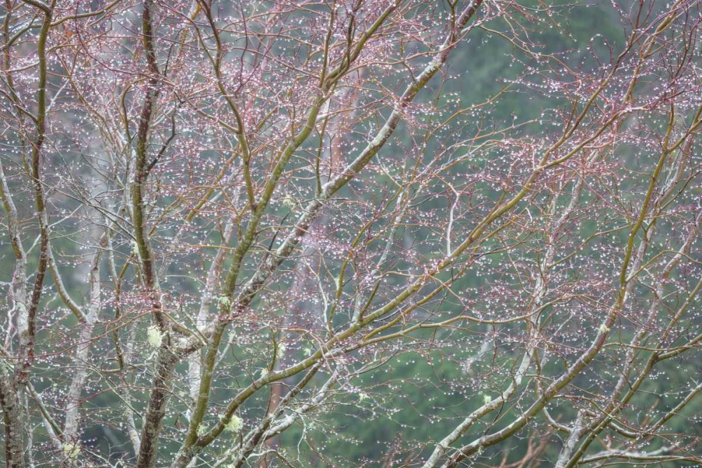 Sparkling Raindrops I art print by Kathy Mahan for $57.95 CAD