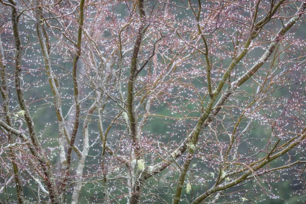 Sparkling Raindrops II art print by Kathy Mahan for $57.95 CAD