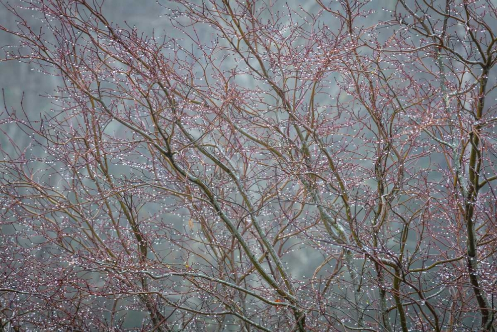 Winter Tree Limbs II art print by Kathy Mahan for $57.95 CAD