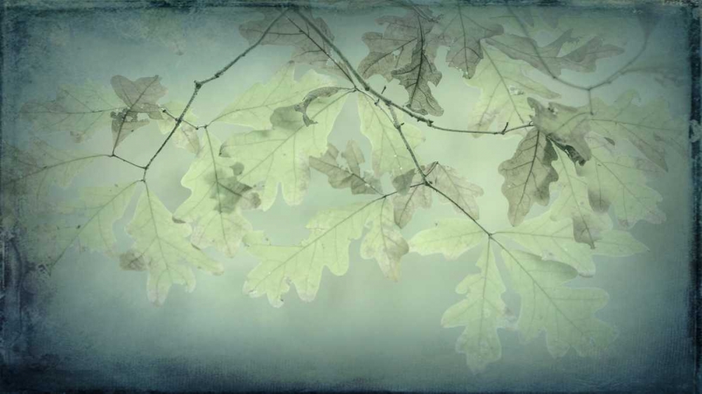 Oak Leaves art print by Kathy Mahan for $57.95 CAD