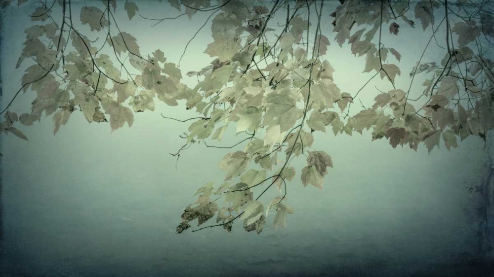Maple Leaves art print by Kathy Mahan for $57.95 CAD
