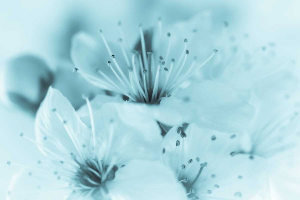 Cherry Blossom I art print by Kathy Mahan for $57.95 CAD