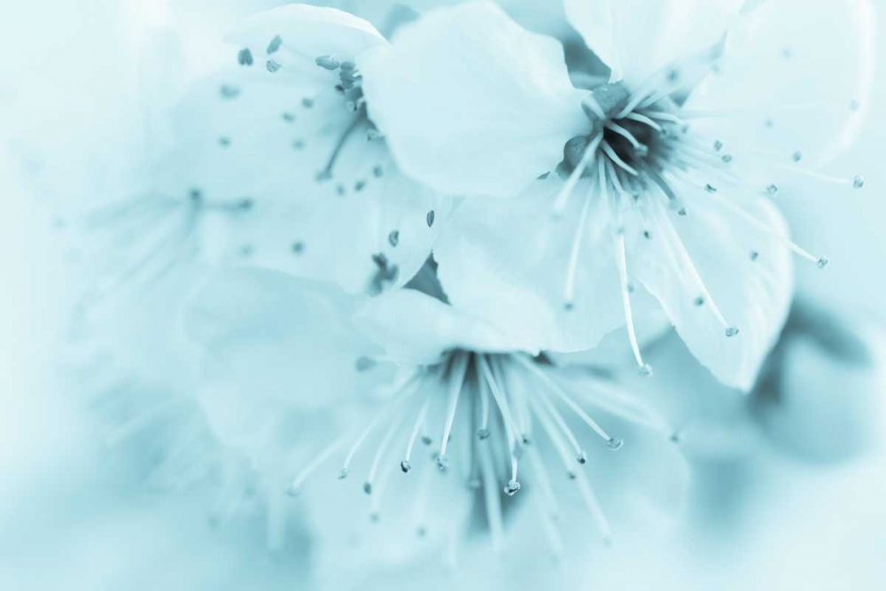 Cherry Blossom II art print by Kathy Mahan for $57.95 CAD