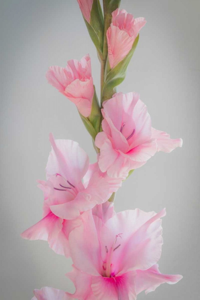 Pink Gladiola II art print by Kathy Mahan for $57.95 CAD
