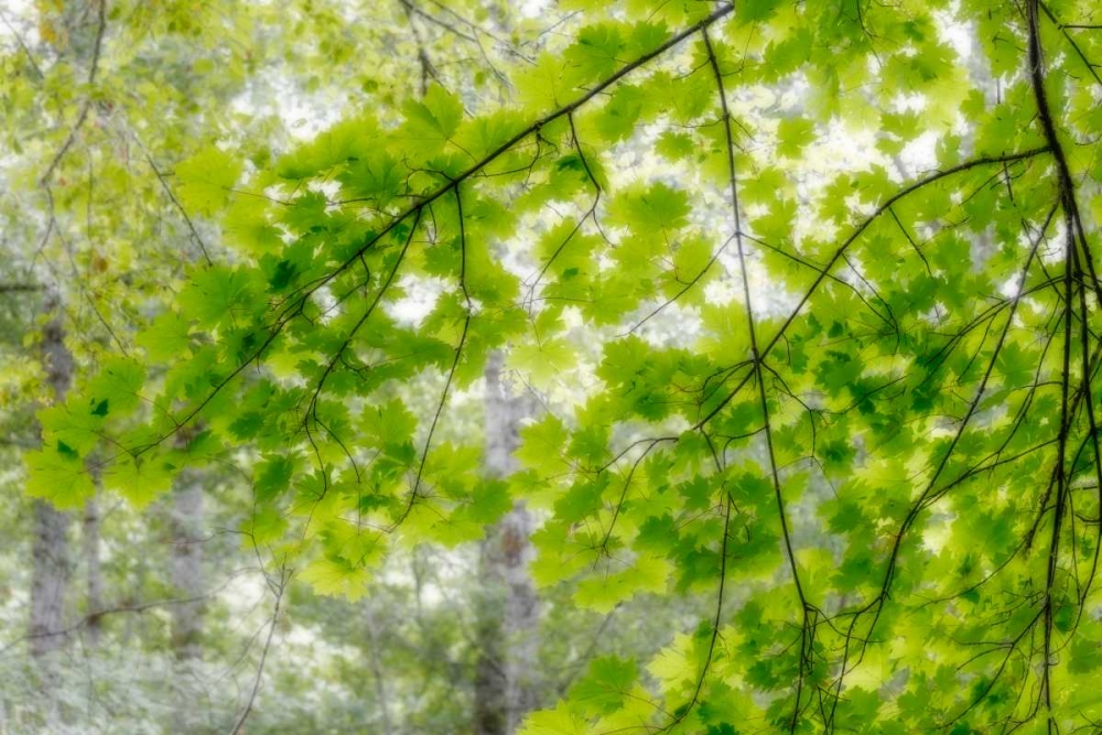 Big Leaf Maple I art print by Kathy Mahan for $57.95 CAD