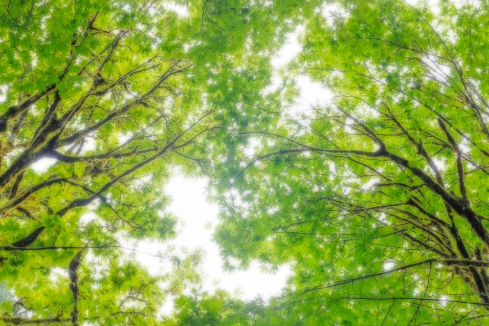 Big Leaf Maple II art print by Kathy Mahan for $57.95 CAD