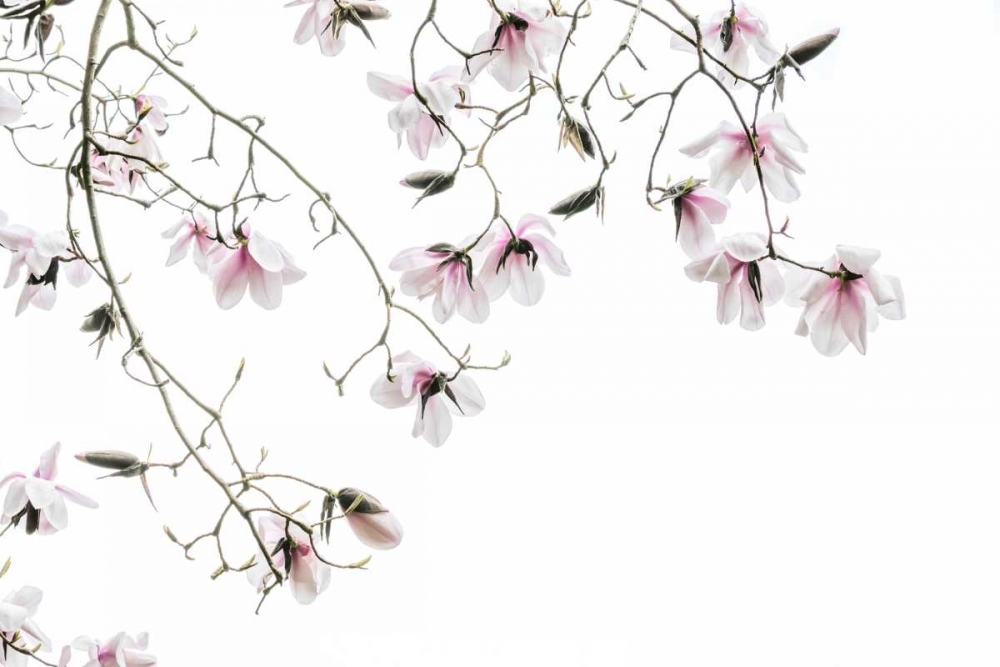 Bainbridge Magnolias I art print by Kathy Mahan for $57.95 CAD