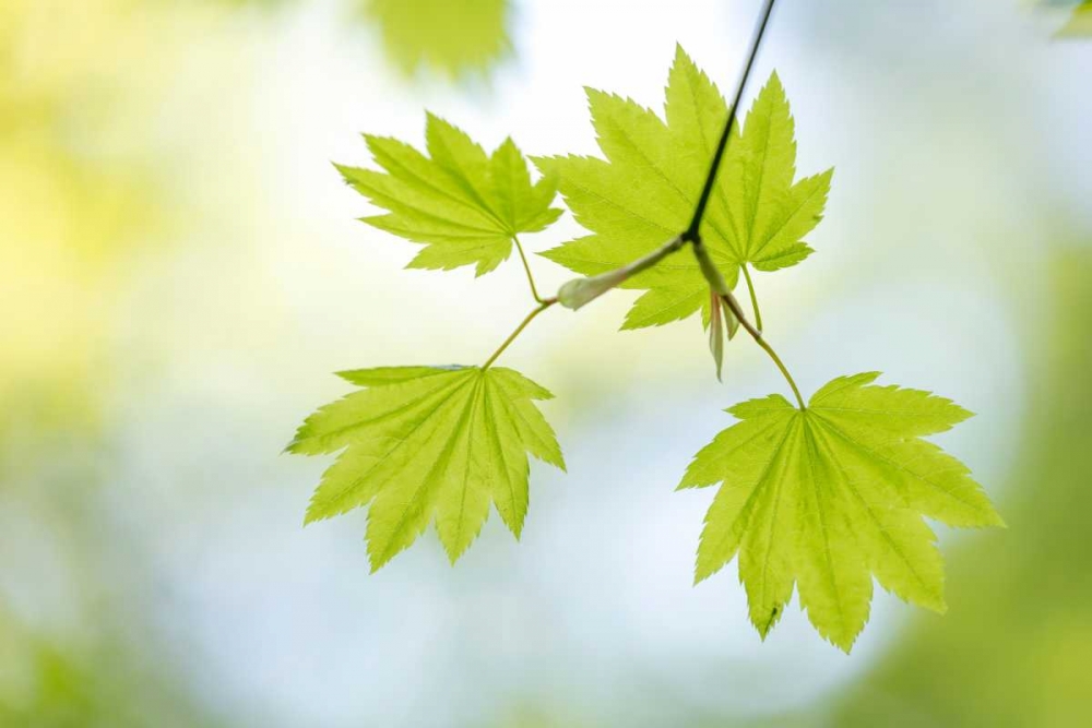 Vine Maple II art print by Kathy Mahan for $57.95 CAD