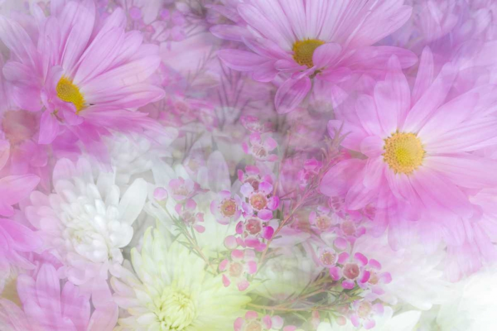 Flower Impressions II art print by Kathy Mahan for $57.95 CAD