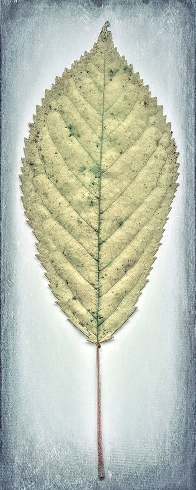 Cherry Leaf I art print by Kathy Mahan for $57.95 CAD