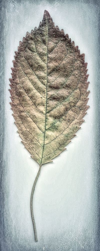 Cherry Leaf II art print by Kathy Mahan for $57.95 CAD
