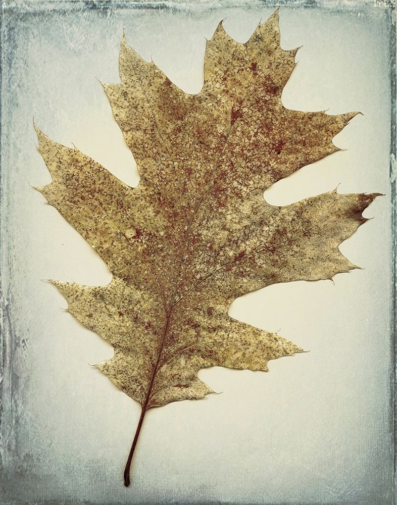 Oak Leaf art print by Kathy Mahan for $57.95 CAD
