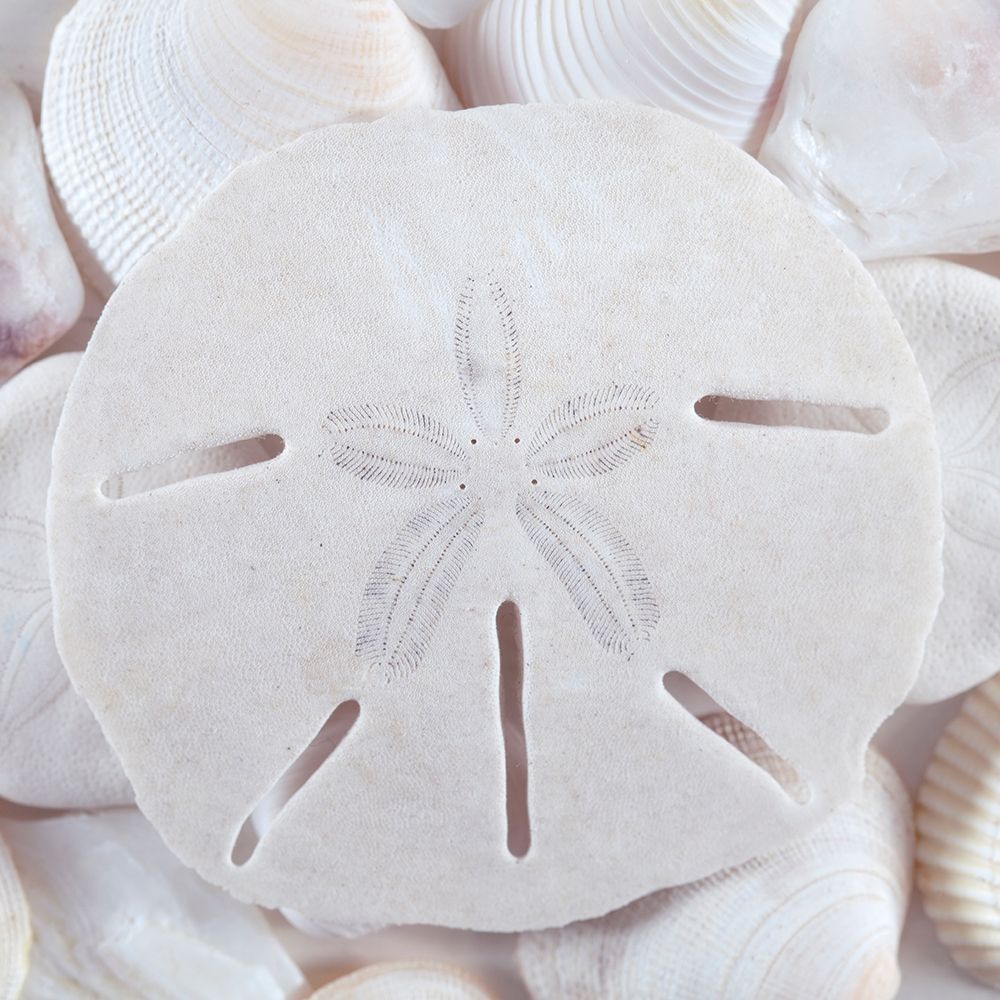 Seashells II art print by Kathy Mahan for $57.95 CAD