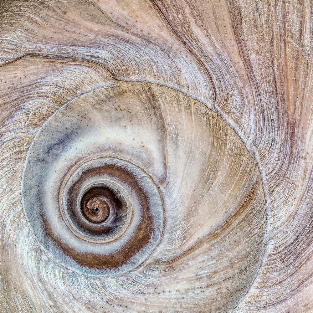 Moon Snail Shell art print by Kathy Mahan for $57.95 CAD
