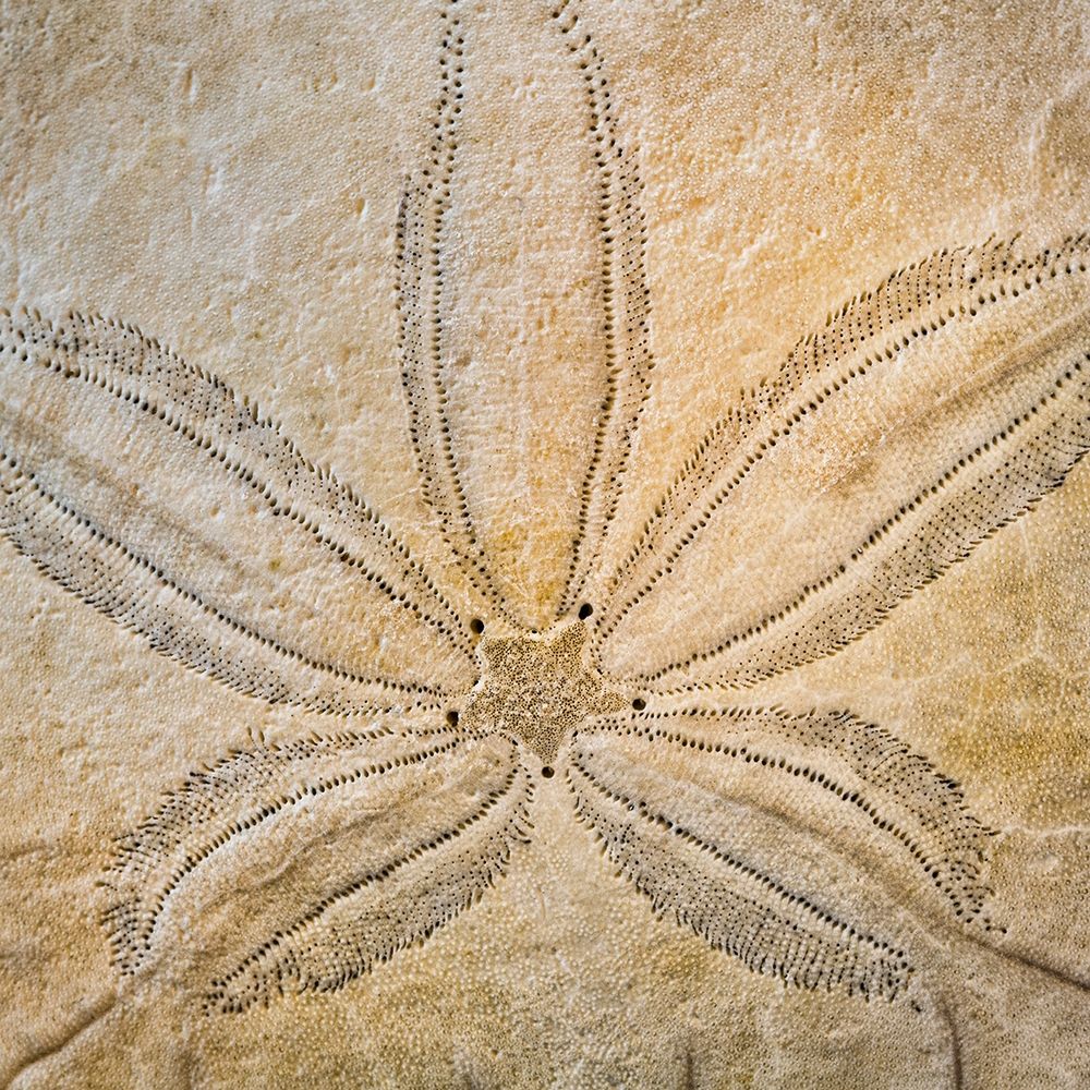 Sand Dollar Design art print by Kathy Mahan for $57.95 CAD