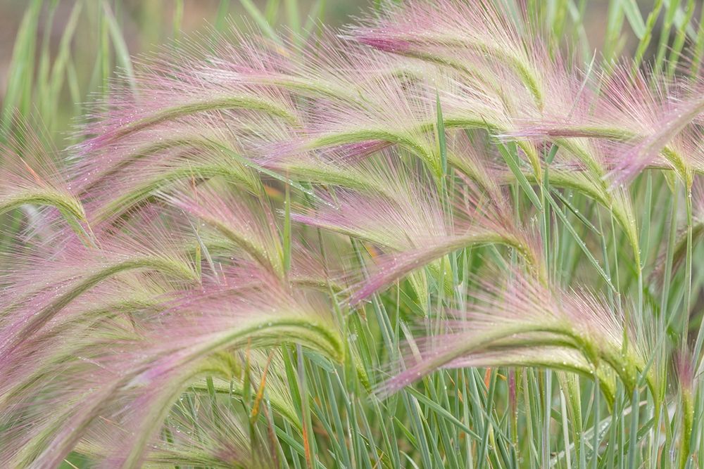 Foxtail Barley I art print by Kathy Mahan for $57.95 CAD