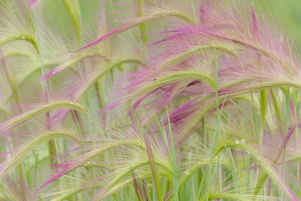 Foxtail Barley II art print by Kathy Mahan for $57.95 CAD