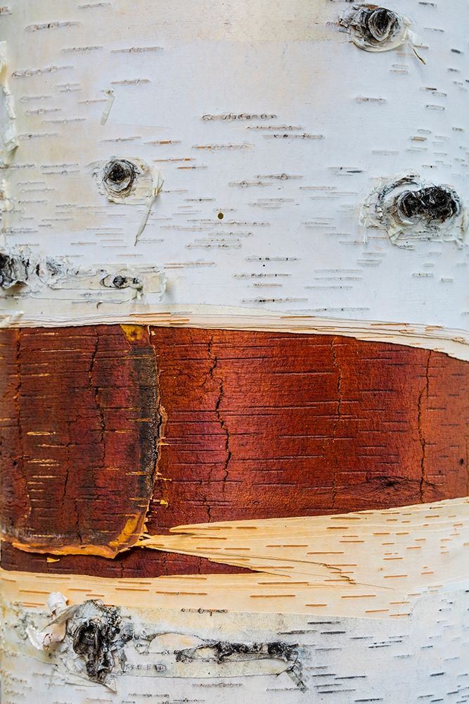 Paper Birch art print by Kathy Mahan for $57.95 CAD